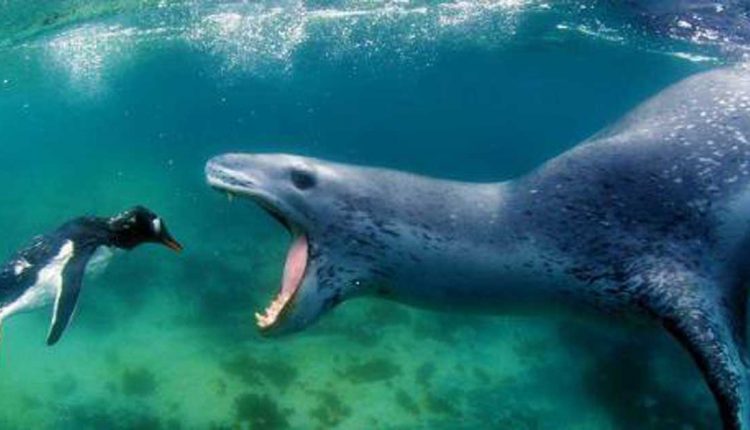 leopard-seal